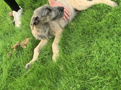 IKC Registered Irish Wolfhound puppies in Galway