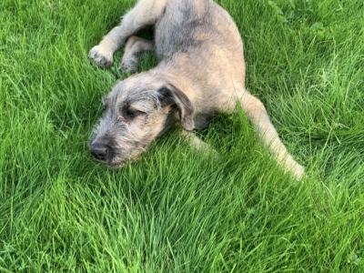 IKC Registered Irish Wolfhound puppies in Galway