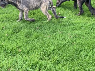 IKC Registered Irish Wolfhound puppies in Galway