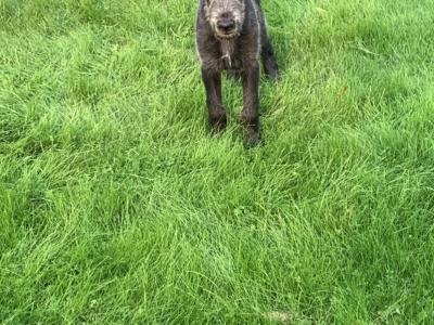 IKC Registered Irish Wolfhound puppies in Galway