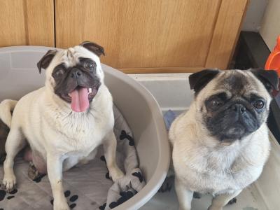 Beautiful female purebred Pug puppies
