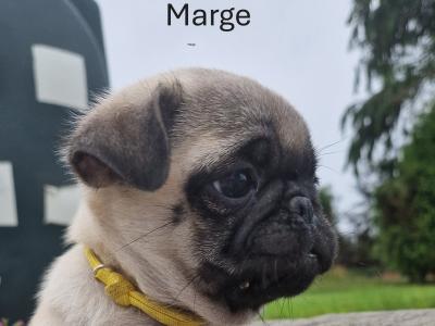 Beautiful female purebred Pug puppies