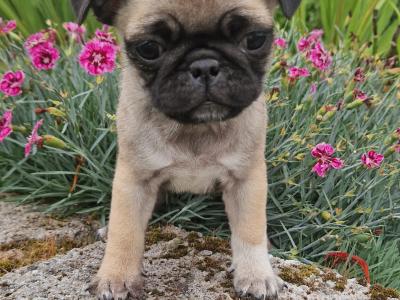 Beautiful female purebred Pug puppies
