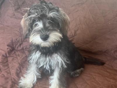 Female miniature Schooodle puppy left in Wexford