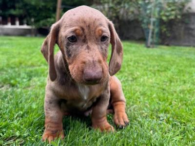 Male Dachshund puppy in Longford