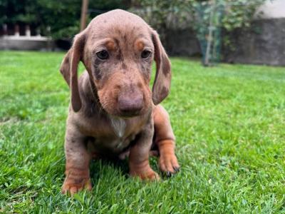 Male Dachshund puppy in Longford