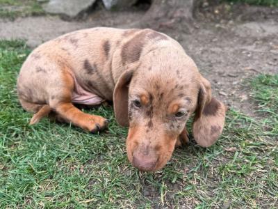 Male Dachshund puppy in Longford