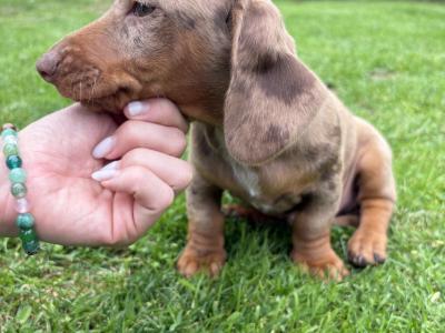 Male Dachshund puppy in Longford