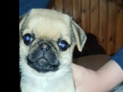 Beautiful male Pug puppy in Roscommon