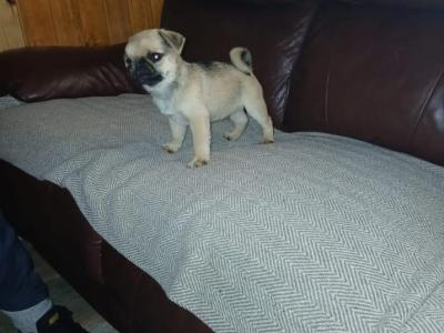 Beautiful male Pug puppy in Roscommon