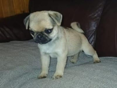 Beautiful male Pug puppy in Roscommon