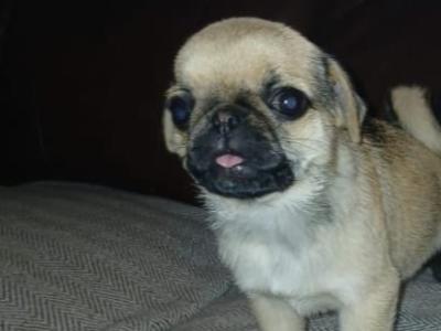 Beautiful male Pug puppy in Roscommon