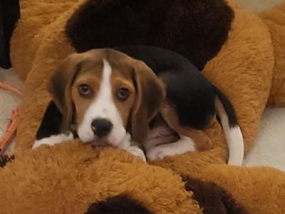 Bruno the male Beagle puppy 10 months old in Galway