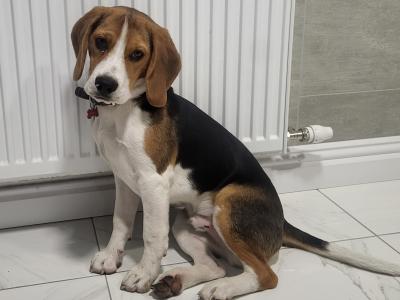 Bruno the male Beagle puppy 10 months old in Galway