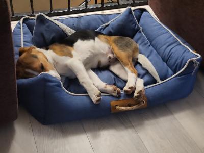 Bruno the male Beagle puppy 10 months old in Galway