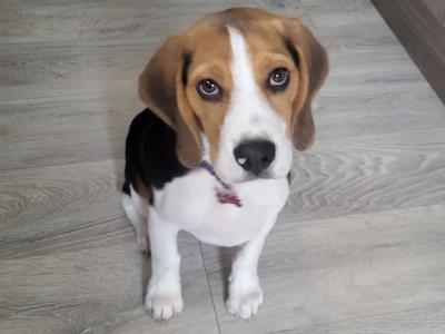 Bruno the male Beagle puppy 10 months old in Galway