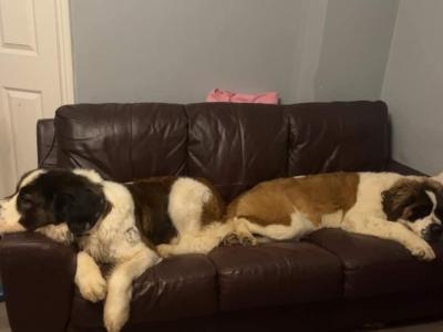 LAST PUPPY St Bernard puppies IKC Registered (pending) in Dublin