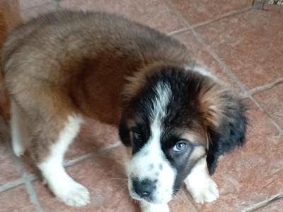 LAST PUPPY St Bernard puppies IKC Registered (pending) in Dublin