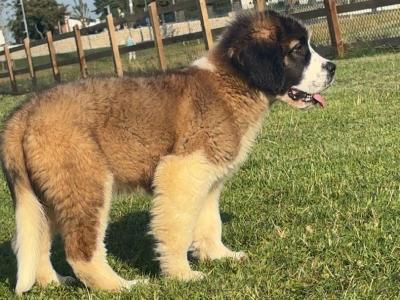 LAST PUPPY St Bernard puppies IKC Registered (pending) in Dublin