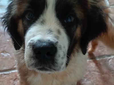 LAST PUPPY St Bernard puppies IKC Registered (pending) in Dublin