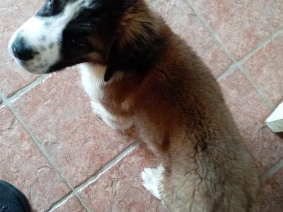 LAST PUPPY St Bernard puppies IKC Registered (pending) in Dublin
