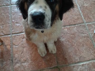LAST PUPPY St Bernard puppies IKC Registered (pending) in Dublin