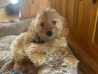 Stunning Cavapoo puppies in Wexford