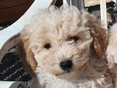 Poochon puppies for sale in Carlow