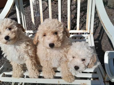 Poochon puppies for sale in Carlow