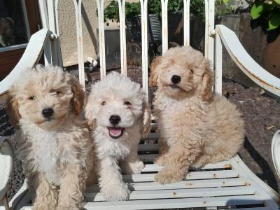 Poochon puppies for sale in Carlow