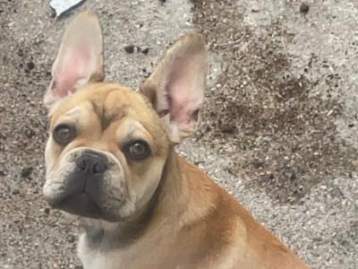 Male French Bulldog puppy in Wexford