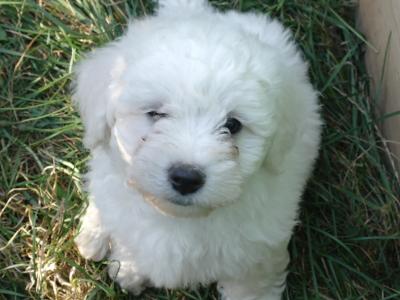 Bichon Frise puppies for sale in Monaghan