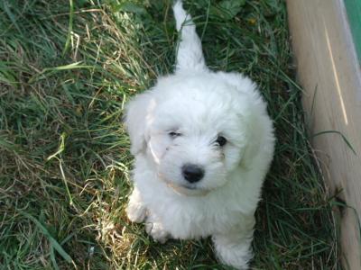 Bichon Frise puppies for sale in Monaghan