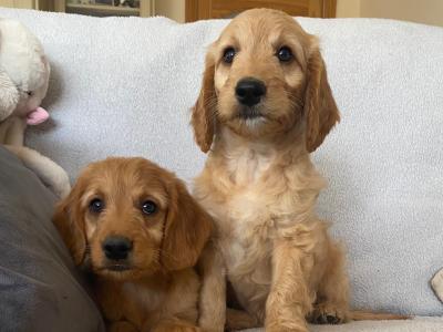 Goldendoodle puppies in Wexford