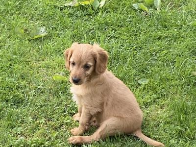 Goldendoodle puppies in Wexford