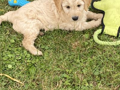 Goldendoodle puppies in Wexford