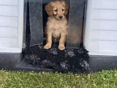 Goldendoodle puppies in Wexford