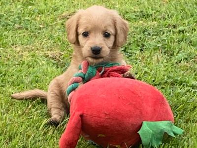 Goldendoodle puppies in Wexford