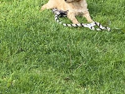 Goldendoodle puppies in Wexford