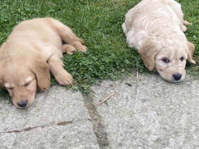 Goldendoodle puppies in Wexford