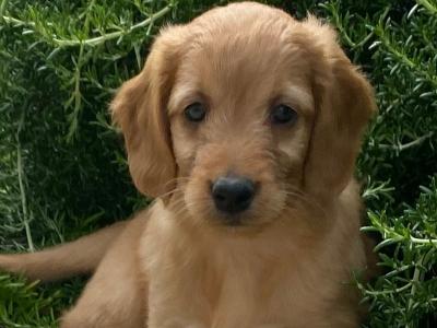 Goldendoodle puppies in Wexford