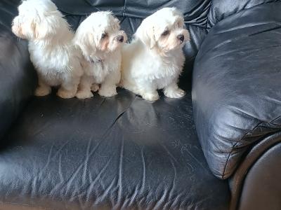 Purebred Maltese puppies in Laois