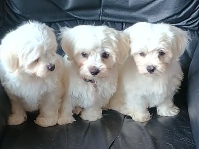 Purebred Maltese puppies in Laois