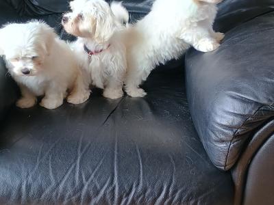 Purebred Maltese puppies in Laois