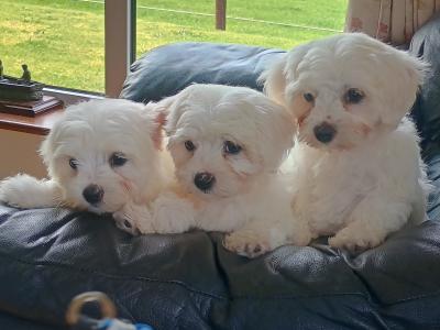 Purebred Maltese puppies in Laois