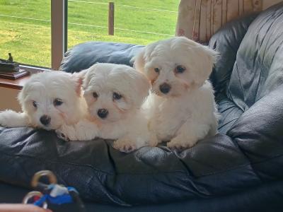 Purebred Maltese puppies in Laois