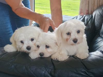 Purebred Maltese puppies in Laois