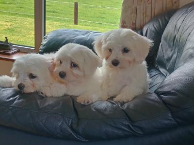 Purebred Maltese puppies in Laois