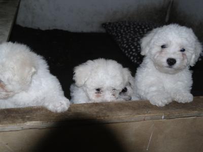 Bichon Frise puppies for sale in Monaghan