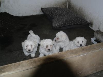 Bichon Frise puppies for sale in Monaghan